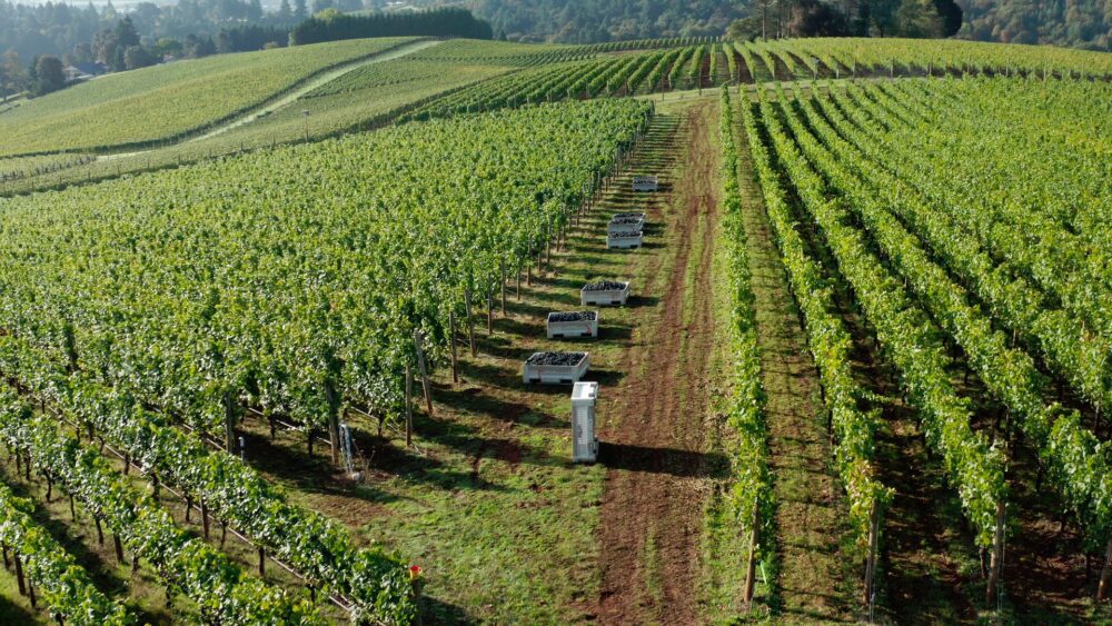 Rows of grapevines with harvest bins