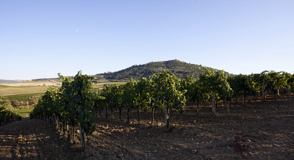 Vineyard rows with distant hill