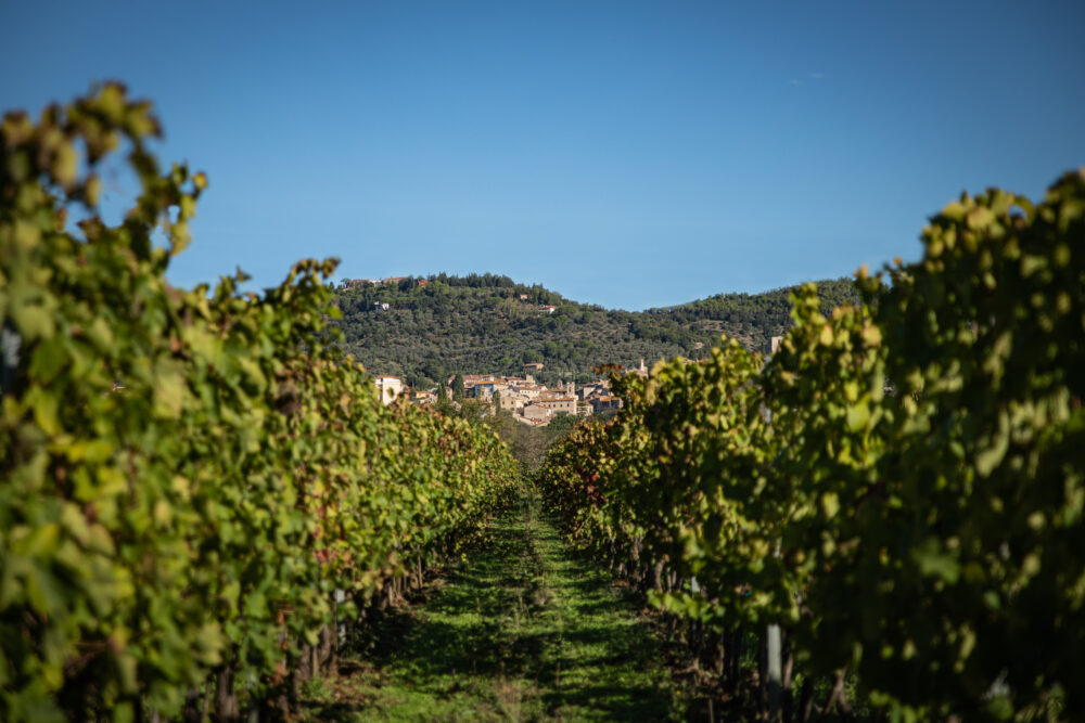 Vineyard rows leading to hillside village