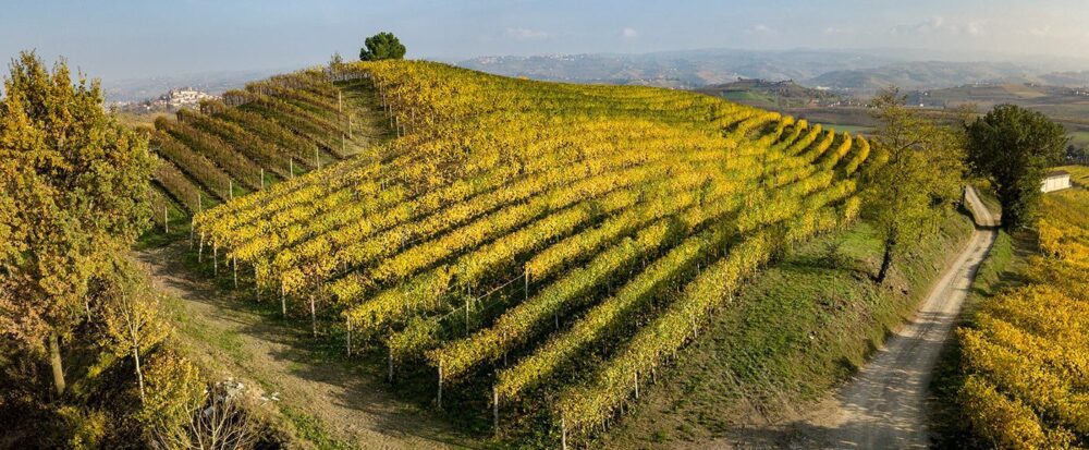 Golden vineyard rows on rolling hillside with road